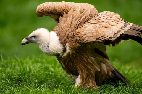 Griffon Vultures (Gyps fulvus) starts flying from a meadow in spring, bavaria, Germany