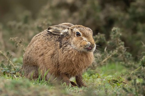 European brown hare (Lepus europaeus) adult animal in grassland, England, United Kingdom