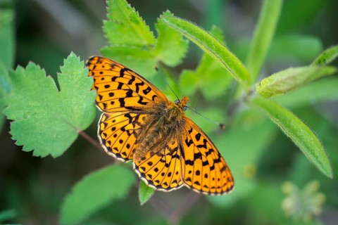 Boloria euphrosyne, clossiana euphrosyne, spring mother-of-pearl butterfly, pearl-bordered
