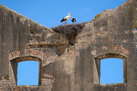 White storks, ciconia ciconia, nesting in a storks colony in Andalusia near Jerez de la Frontera,