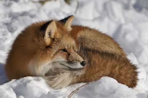 Red fox lying dormant in snow, Sauerland North Rhine-Westphalia, January 2009