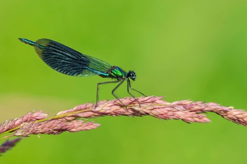 Banded demoiselle (Calopteryx splendens) on the River Hunte, Goldenstedt, Lower Saxony, Germany