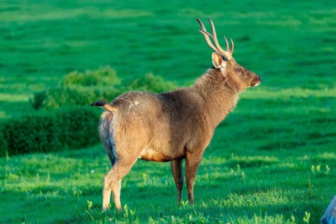 A Sambar stag (Rusa unicolor), stands in a green meadow in the very first light of the day. Indian