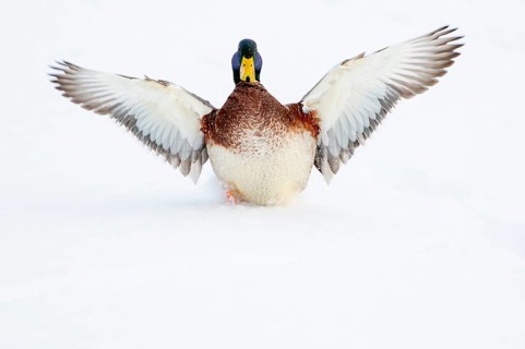 Flying mallard (anas platyrhynchos) in the snow, Vechta, Lower Saxony, Germany