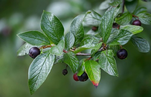 Cotoneaster acutifolius var lucidus, shiny cotoneaster, hedge cotoneaster, Peking cotoneaster,