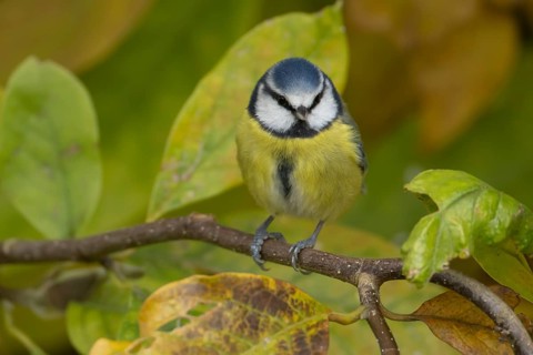 Blue tit (Cyanistes caeruleus) adult garden bird in a magnolia tree with autumn colour leaves,
