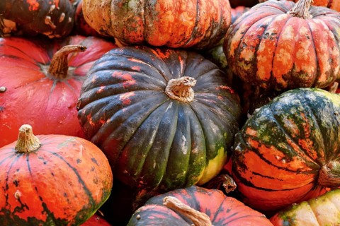 Pile of Zucca Lakota pumpkins at autumn farmers market for seasonal harvest