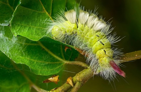 Beech extensor foot, beech redtail, calliteara pudibunda, dasychira pudibunda, elkneria pudibunda,