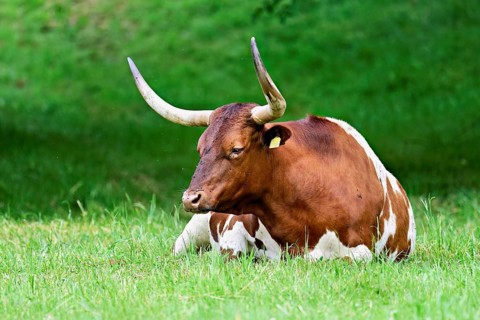 Texas longhorn cow sitting in a meadow, Meienberg, Aargau Canton, Switzerland