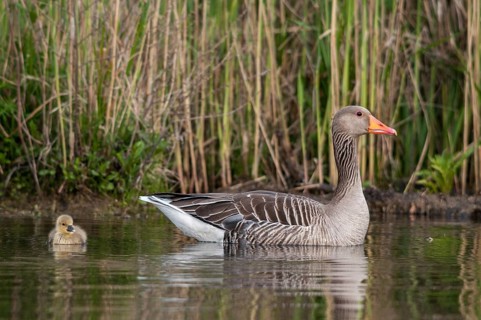 Anser Anser, Greylag or Graylag Goose, Grelag Goose, Anatidae, Birds, Duckbirds, Goose, Geese,