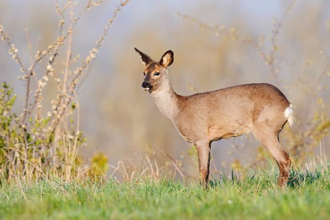 European roe deer (Capreolus capreolus), doe in spring, North Rhine-Westphalia, Germany