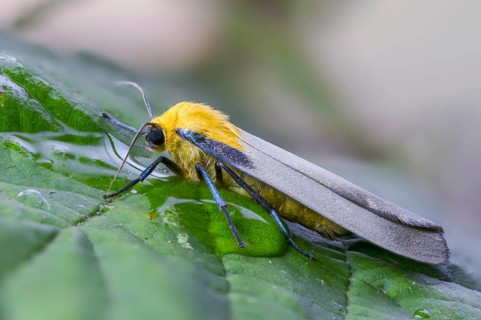 Four-spotted footman, large lichen bear, lithosia quadra, oeonistis quadra, four-spotted lichens,