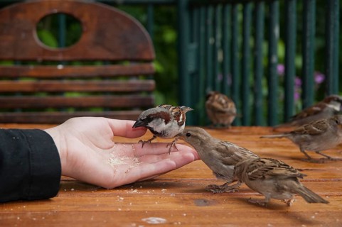 House Sparrow, Passer Domesticus, Sparrow, Birds, Feeding, Passeri, Songbirds, Sparrow, Sparrow,