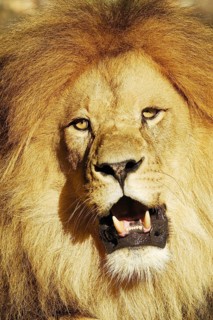 Lion/Panthera leo/Lion/Magnificent Maned Lion/Etosha NP./Namibia/Africa, Namibia