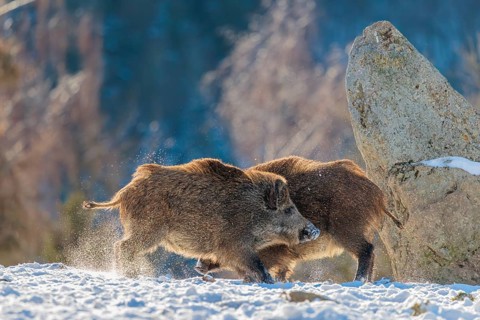 Two young wild boars (Sus scrofa) wrestle with each other in the backlight of the sun in a clearing