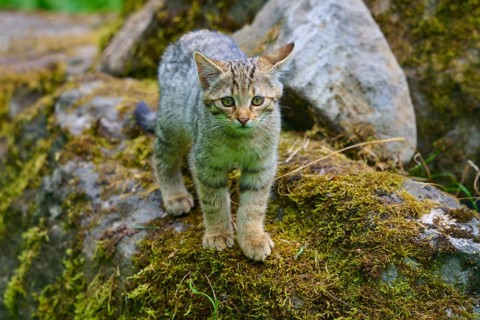 Kitten on moss-covered stones, curiously exploring its surroundings, young European wildcat (Felis