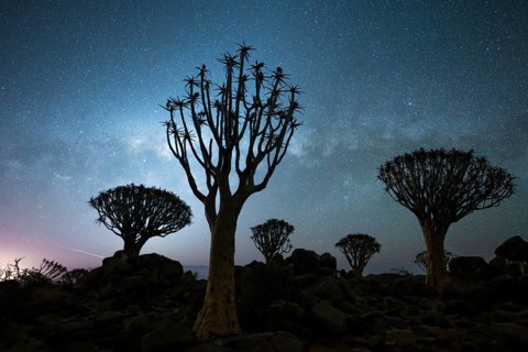 Quiver trees (Aloe dichotoma), night shot with starry sky, quiver tree forest in Garaspark near