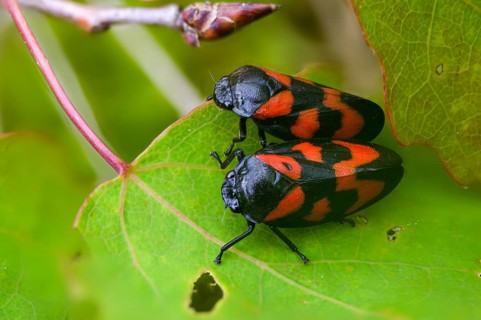 Blood cicada, cercopis vulnerata, cicadomorpha, common blood cicada, hemiptera, red-and-black