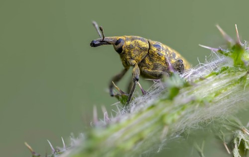 Thistle weevil, larinus cf sturnus, larinus sturnus, weevil, beetle, coleoptera, insects, beetles