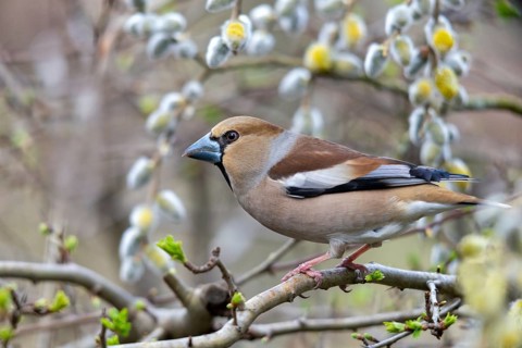 Coccothraustes Coccothraustes, Hawfinch, Heartbiter, Birds, Spring, Passeri, Songbirds, Jump, Birds
