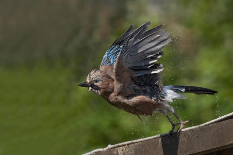 A jay (Garrulus glandarius) taking departure from a wooden surface in green surroundings after a