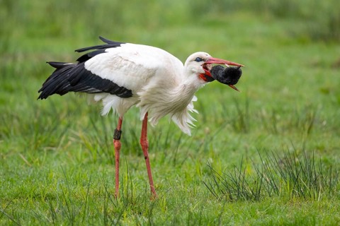 A white stork (Ciconia ciconia) catches a mole, Lembruch, Lower Saxony, Germany
