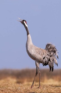A crane (Grus grus) during courtship, display behaviour, Fågelsjö, Gävleborg County, Sweden