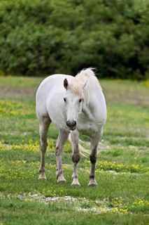 Camargue horse (Equus caballus), running across a meadow of yellow flowers in bloom,
