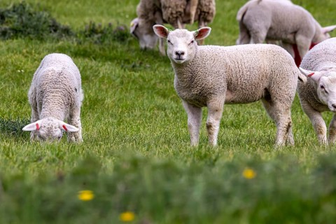 Sheep and lambs graze in a meadow. Landscape of the Swabian Jura. Gomadingen, Baden-Württemberg,