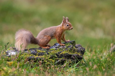 Squirrel (Sciurus vulgaris), Aviemore, Scotland, United Kingdom