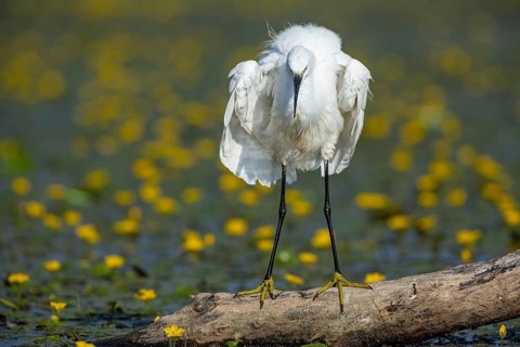 Little Egret (Egretta garzetta) in the midst of flowering echidnas Hungary