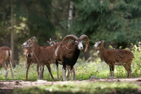 Artiodactyla, even-toed ungulate, mouflon, mouflon, mouflon, ovis gmelini musimon, cloven-hoofed,