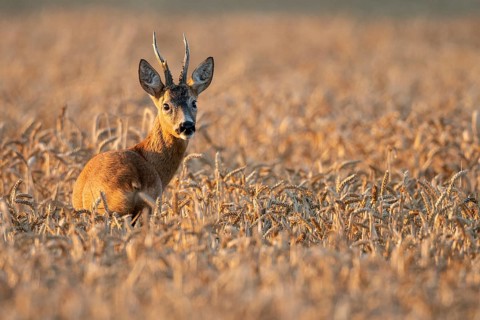A roe deer (Capreolus capreolus) in a cereal field during the rutting season, Vechta, Lower Saxony,