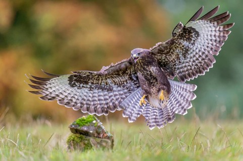 A common buzzard (Buteo buteo) in flight, Gerolstein, Rhineland-Palatinate, Germany