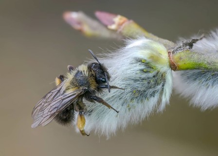 Andrena vaga, andrenidae, floodplain bee, grey-backed mining bee, hymenoptera, sand bee, willow