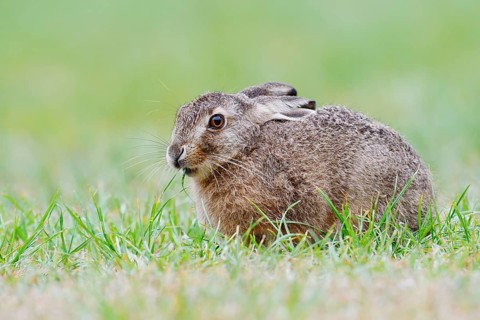 European hare (Lepus europaeus), a young hare sitting in a meadow, North Rhine-Westphalia, Germany