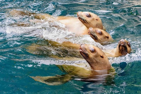 California sea lions, (Zalophus californianus), Salish Sea, British Columbia, Canada, Pacific