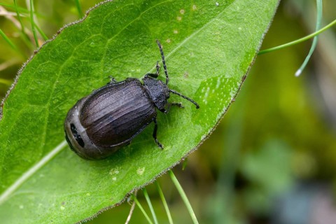 Leaf beetle, chrysomelidae, galeruca tanaceti, tansy leaf beetle, beetle, coleoptera, insects,
