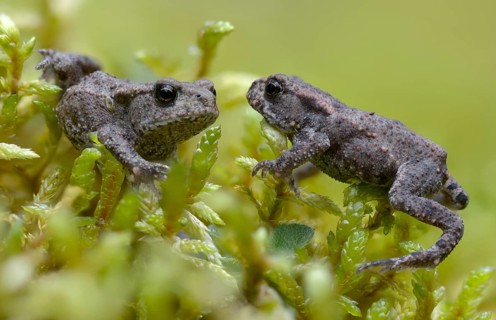 Bufo bufo, common toad, toad, amphibians, amphibians, young animal, juvenile, toad migration,
