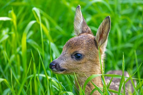 European roe deer (Capreolus capreolus), cute vulnerable fawn hidden in long grass in meadow,
