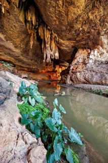 Lush plants on the edge of a watercourse in a cave with hanging stalactites, The Gruta do Sumidouro