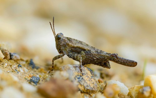 Cepero's groundhopper, sand groundhopper, tetrix ceperoi, western spinhopper, grasshopper,