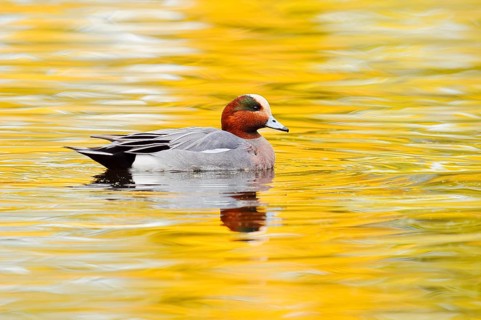 Wigeon (Anas penelope, Mareca penelope), a drake swimming in autumn, North Rhine-Westphalia,