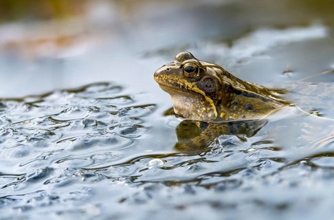 Common frog, common frog, rana temporaria, amphibians, amphibians, courtship, frog, frogs, spawn,