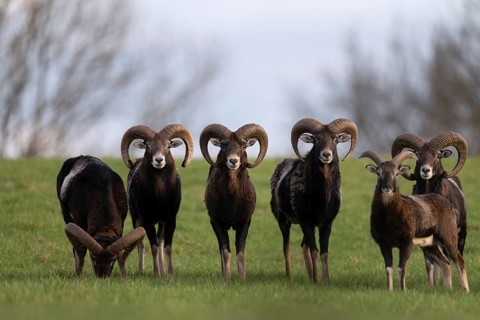 Mouflon (Ovis gmelini), Bitburg, Rhineland-Palatinate, Germany
