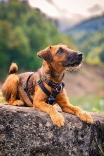A dog with brown fur lies attentively on a rock in a mountain landscape, Krumbach, Vorarlberg,