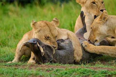 Several lions subdue their prey on the savannah as they work together in the wild: warthog