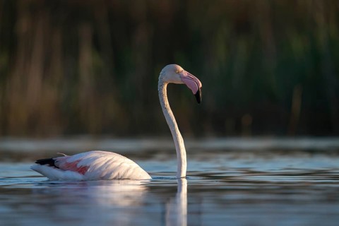 Afro-Asian Greater Flamingo, Eurasian Flamingo, European Flamingo, Granelli, Greater Flamingo,