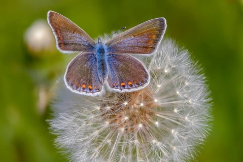 Common blue, common blue, crested blue, polyommatus icarus, blue, butterfly, insects, butterflies,