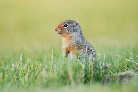Columbia ground squirrel (Urocitellus columbianus, Spermophilus columbianus), juvenile sitting in a
